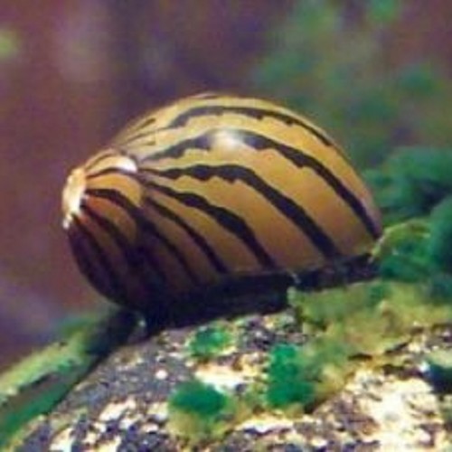Neritina reclivata   Zebra slak